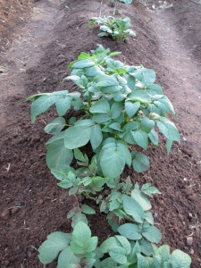 Potatoes. Doing very well. Some that I thought were dead have begun to poke through the soil. These plants are around 8-12". 
