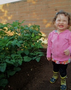 Tomatoes. Nearly as tall as this toddler. Producing some flowers. Keep in mind that we paid exactly 50c US for these seedlings. A steal I'd say. They're about 2.5 ft tall.